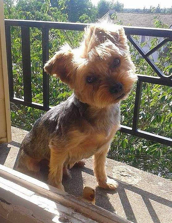 Bobby a rejoint le concours — aidez-le/la à gagner de superbes lots ! canidae, carnivore, companion_dog, dog, dog_breed, dog_clothes, dog_supply, fawn, fence, liver, pet_supply, plant, small_terrier, snout, sporting_group, terrier, toy_dog, tree, wood, working_animal