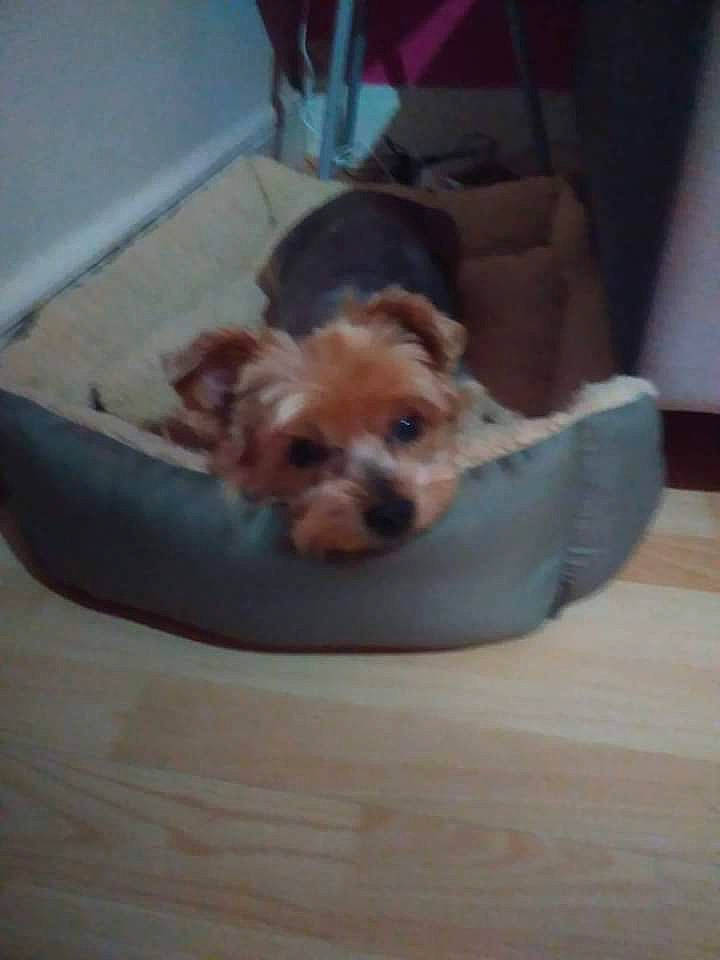 Bobby participe au concours pour gagner de l'argent avec cette photo : carnivore, comfort, companion_dog, dog, dog_bed, dog_breed, dog_supply, fawn, flooring, hardwood, liver, pet_supply, room, small_terrier, sporting_group, terrier, toy_dog, wood, working_animal, yorkipoo