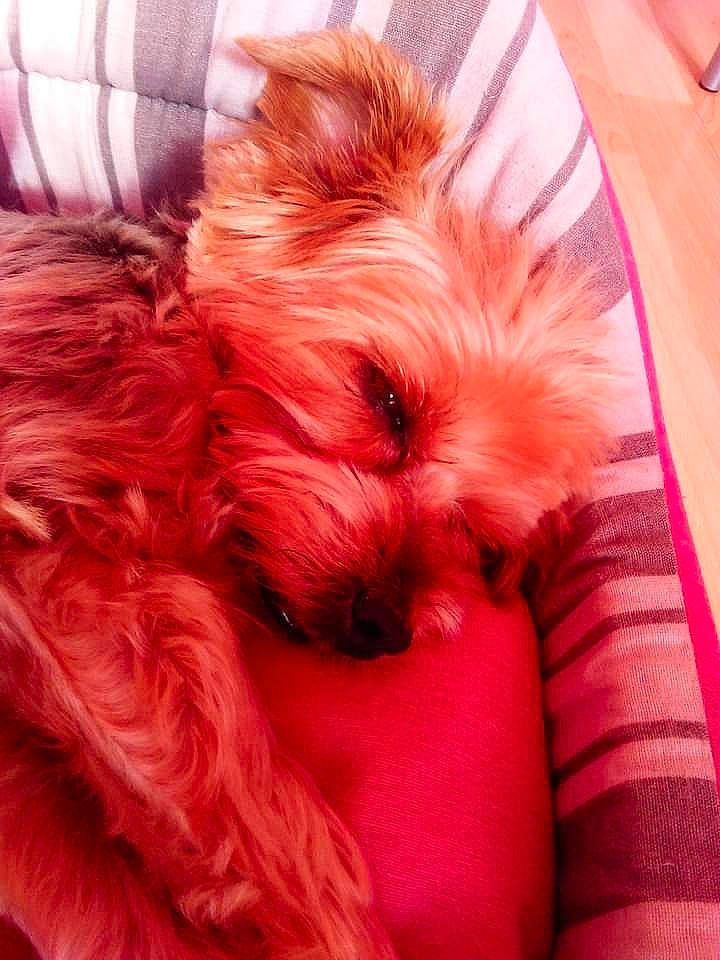 Bobby a rejoint le concours — aidez-le/la à gagner de superbes lots ! canidae, carnivore, companion_dog, dog, dog_breed, dog_clothes, dog_supply, fawn, fur, hair, liver, small_terrier, snout, sporting_group, tail, terrier, toy_dog, whiskers, working_animal, yorkshire_terrier