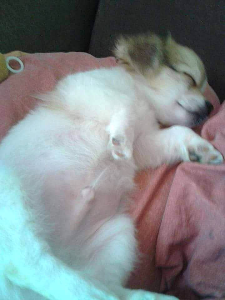 Guyzmo a rejoint le concours — aidez-le/la à gagner de superbes lots ! canidae, carnivore, cat, claw, comfort, companion_dog, dog, dog_breed, fawn, felidae, fur, nap, paw, sleep, small_to_medium_sized_cats, snout, sporting_group, tail, terrestrial_animal, whiskers