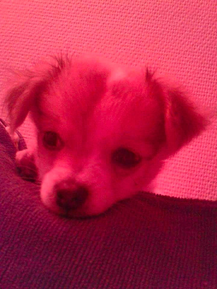 Guyzmo a rejoint le concours — aidez-le/la à gagner de superbes lots ! bored, canidae, carmine, carnivore, comfort, companion_dog, dog, dog_breed, fawn, fur, non_sporting_group, paw, puppy, snout, sporting_group, terrestrial_animal, tints_and_shades, toy_dog, whiskers, working_animal