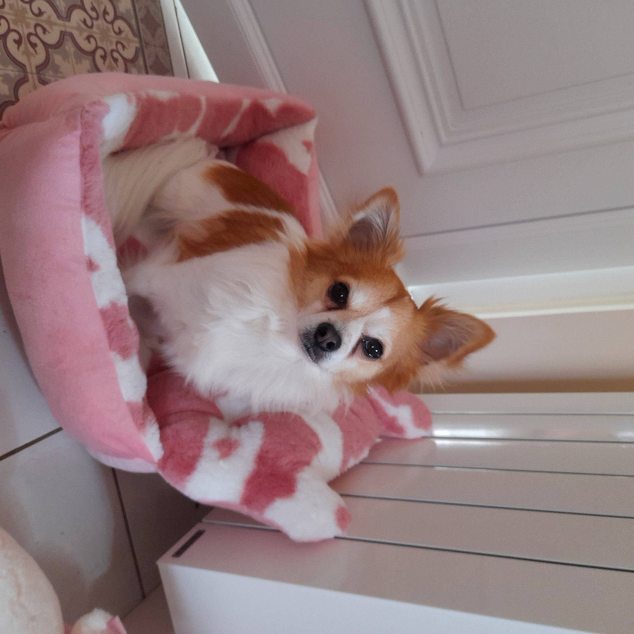 Guyzmo participe au concours pour gagner de l'argent avec cette photo : canidae, carnivore, companion_dog, corgi_chihuahua, dog, dog_breed, dog_supply, fawn, flooring, fur, hardwood, pet_supply, snout, sporting_group, toy, toy_dog, volpino_italiano, whiskers, wood, working_animal