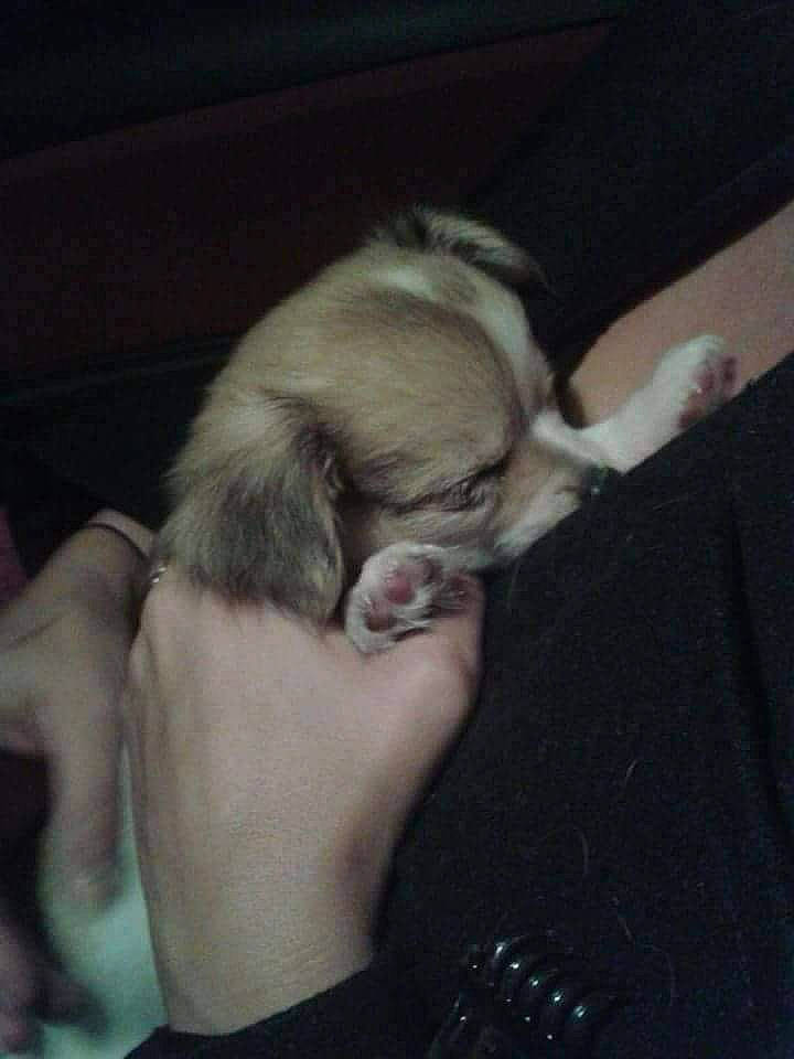 Guyzmo participe au concours pour gagner de l'argent avec cette photo : canidae, carnivore, claw, comfort, companion_dog, dog, dog_breed, ear, fawn, felidae, fur, gesture, nail, paw, small_to_medium_sized_cats, snout, sporting_group, tail, toy_dog, whiskers