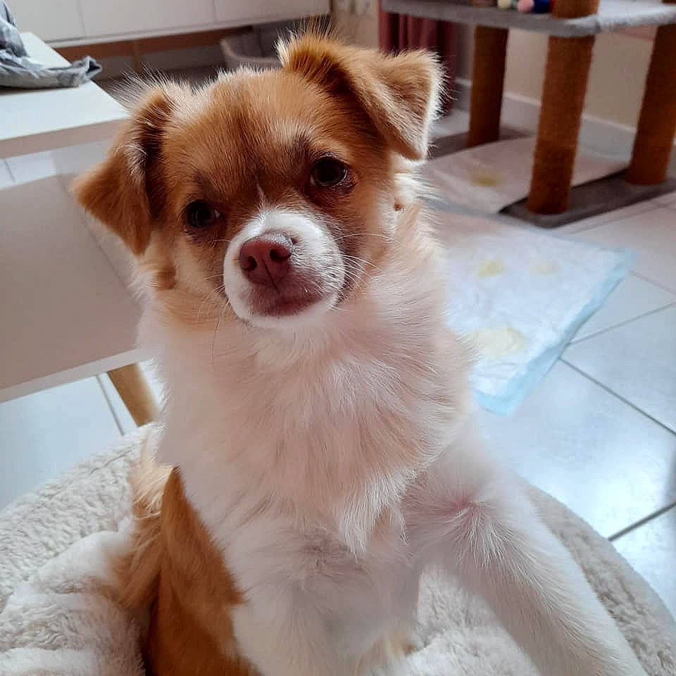 Pinky a rejoint le concours — aidez-le/la à gagner de superbes lots ! canidae, carnivore, companion_dog, computer_keyboard, dog, dog_breed, fawn, flooring, fur, hardwood, liver, pet_supply, puppy, snout, sporting_group, terrestrial_animal, toy_dog, whiskers, wood, working_animal