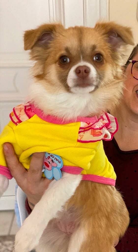 Pinky a rejoint le concours — aidez-le/la à gagner de superbes lots ! canidae, carnivore, companion_dog, dog, dog_breed, dog_clothes, dog_supply, fawn, fun, fur, magenta, mammal, pet_supply, pink, snout, sporting_group, terrestrial_animal, toy_dog, whiskers, working_animal