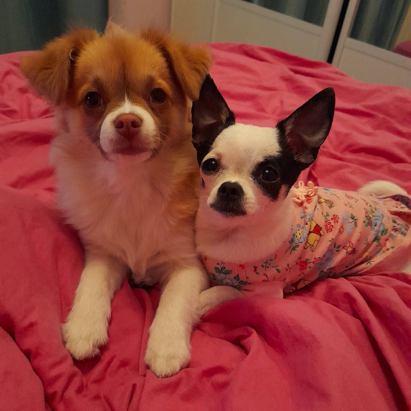 Pinky participe au concours pour gagner de l'argent avec cette photo : bored, boston_terrier, canidae, carnivore, chihuahua, comfort, companion_dog, dog, dog_breed, ear, fawn, fur, puppy_love, snout, sporting_group, terrestrial_animal, toy_dog, vertebrate, whiskers, working_animal