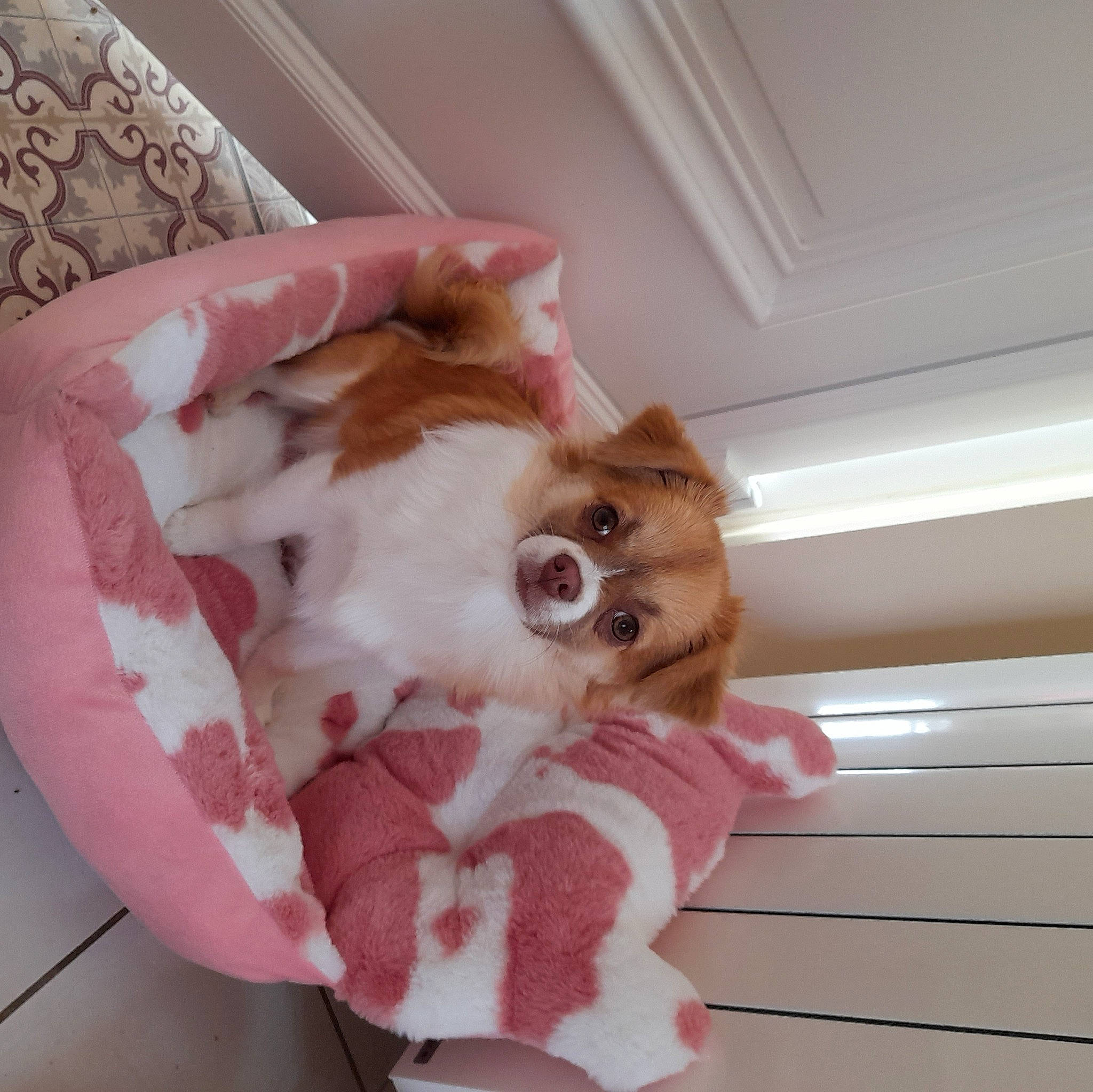 Pinky a rejoint le concours — aidez-le/la à gagner de superbes lots ! canidae, carnivore, comfort, companion_dog, dog_breed, dog_supply, fawn, felidae, fur, hardwood, linens, paw, pet_supply, pink, small_to_medium_sized_cats, sporting_group, tail, toy, whiskers, wood