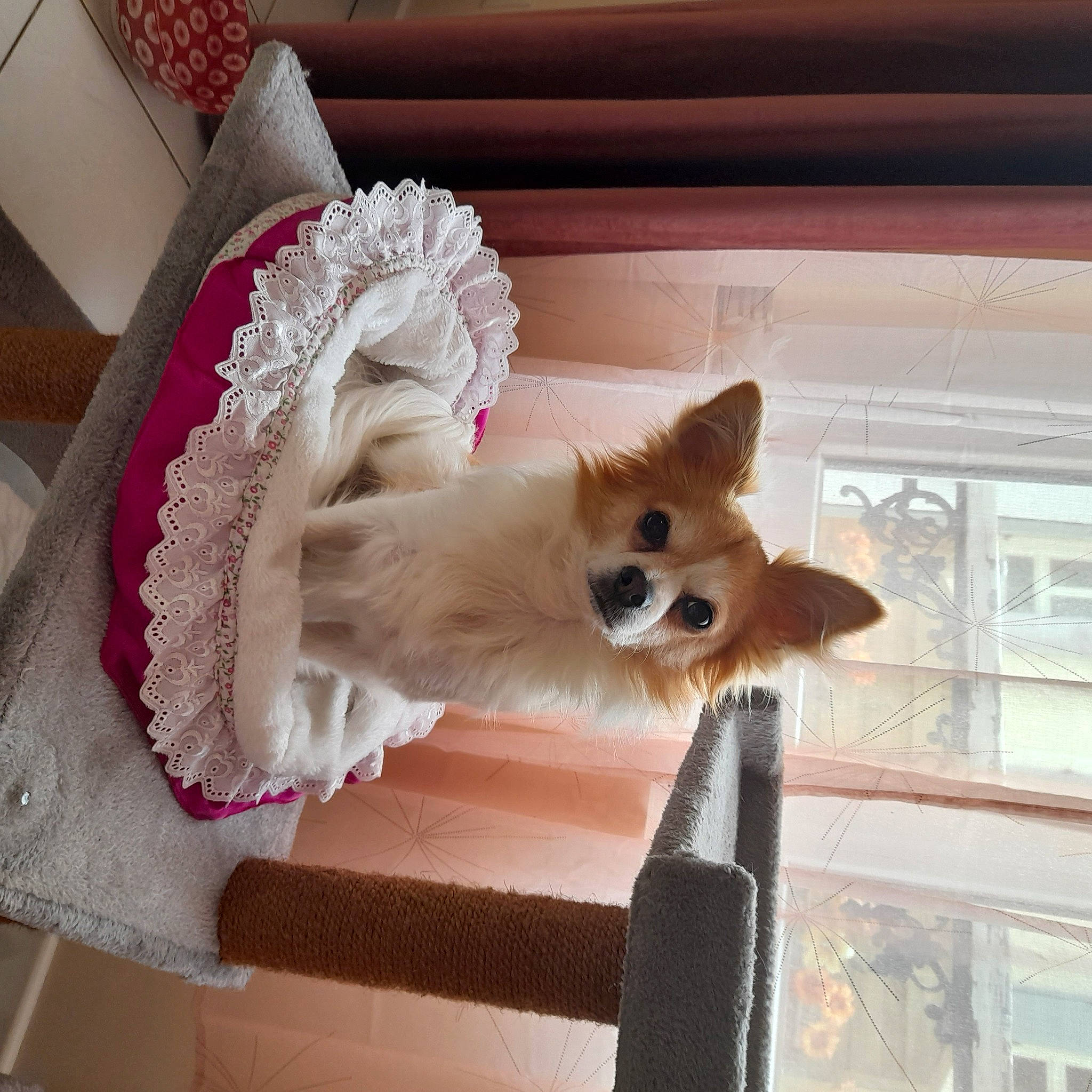 Giyzmo participe au concours pour gagner de l'argent avec cette photo : ball, carnivore, chair, companion_dog, dog_breed, door, fawn, felidae, flooring, fur, small_to_medium_sized_cats, spitz, sporting_group, stuffed_toy, tail, tire, toy_dog, whiskers, window, wood