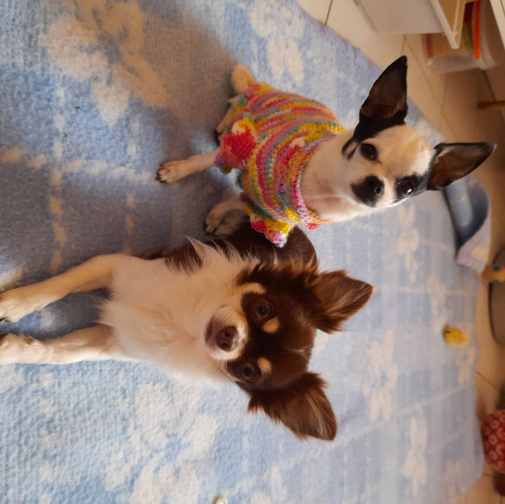 Rubis participe au concours pour gagner de l'argent avec cette photo : canidae, carnivore, collar, comfort, companion_dog, dog, dog_breed, fawn, felidae, flooring, fur, mammal, small_to_medium_sized_cats, sporting_group, tail, toy_dog, vertebrate, whiskers, wood, working_animal