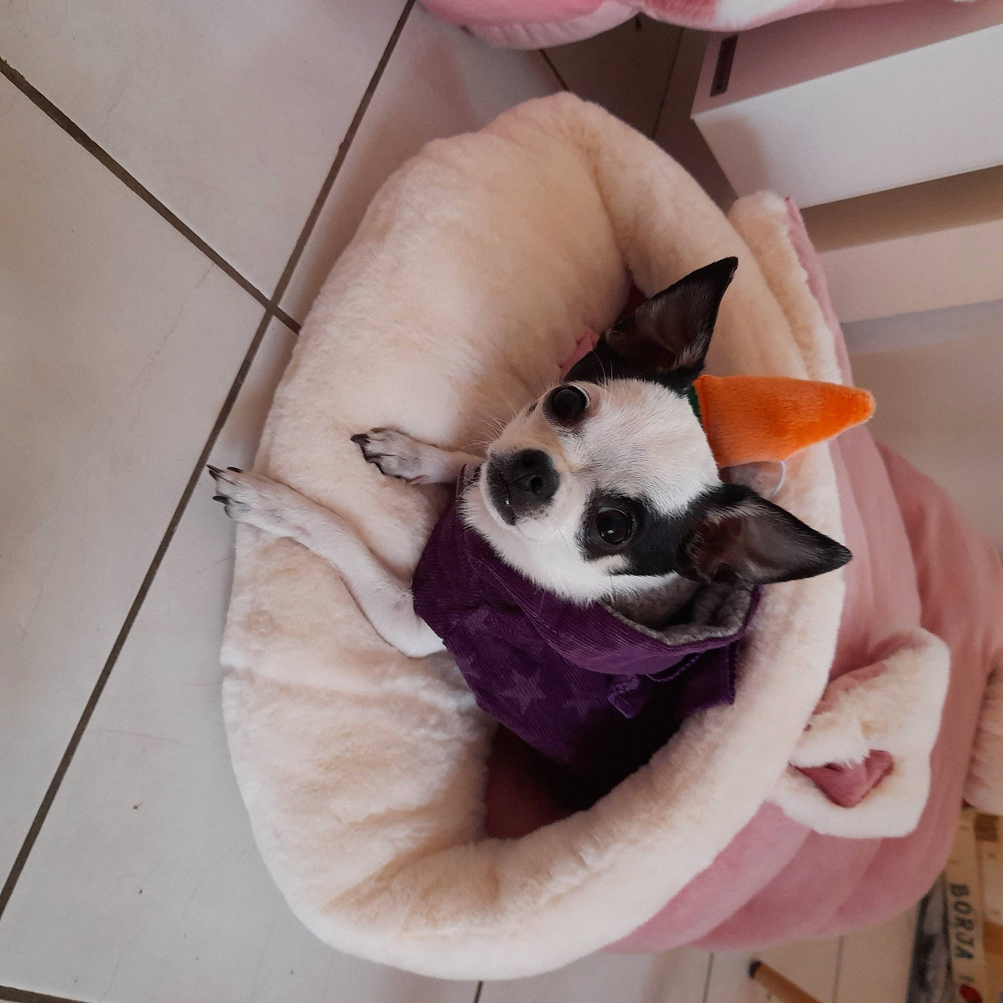 Rubis participe au concours pour gagner de l'argent avec cette photo : carnivore, cat_supply, comfort, companion_dog, dog_bed, dog_breed, dog_supply, fawn, felidae, flooring, fur, hardwood, linens, pet_supply, small_to_medium_sized_cats, snout, tail, whiskers, wood, working_animal