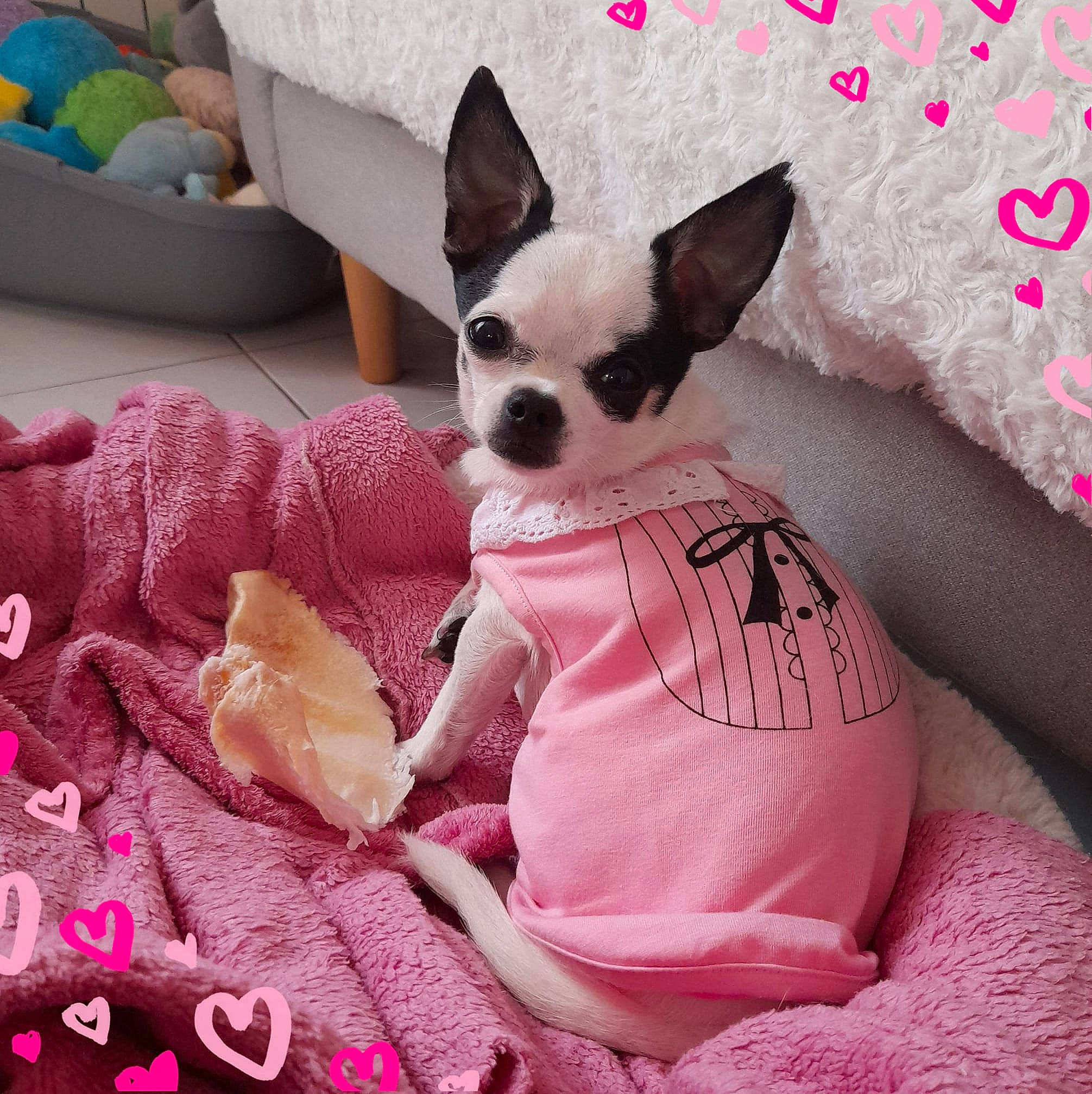 Rubis participe au concours pour gagner de l'argent avec cette photo : canidae, carnivore, chihuahua, comfort, companion_dog, dog, dog_breed, dog_clothes, dog_supply, ear, fawn, font, linens, magenta, pink, snout, textile, toy_dog, whiskers, working_animal