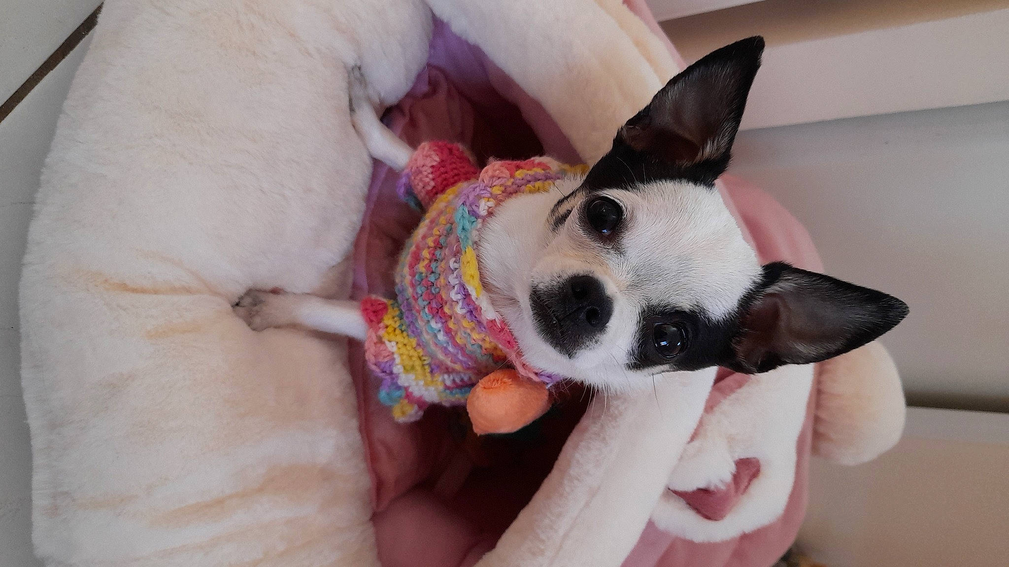 Rubis participe au concours pour gagner de l'argent avec cette photo : boston_terrier, canidae, carnivore, collar, comfort, companion_dog, dog, dog_bed, dog_breed, dog_supply, ear, fawn, paw, pet_supply, snout, sporting_group, tail, toy_dog, whiskers, working_animal