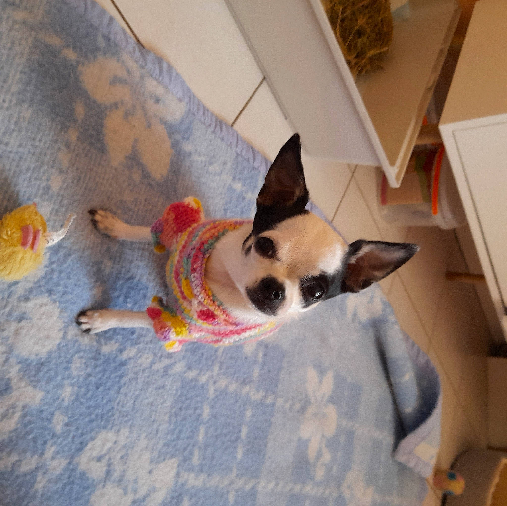 Rubis a rejoint le concours — aidez-le/la à gagner de superbes lots ! carnivore, comfort, companion_dog, couch, dog, dog_breed, dog_supply, fawn, felidae, floor, flooring, fur, hardwood, linens, small_to_medium_sized_cats, snout, sporting_group, tail, wood, working_animal