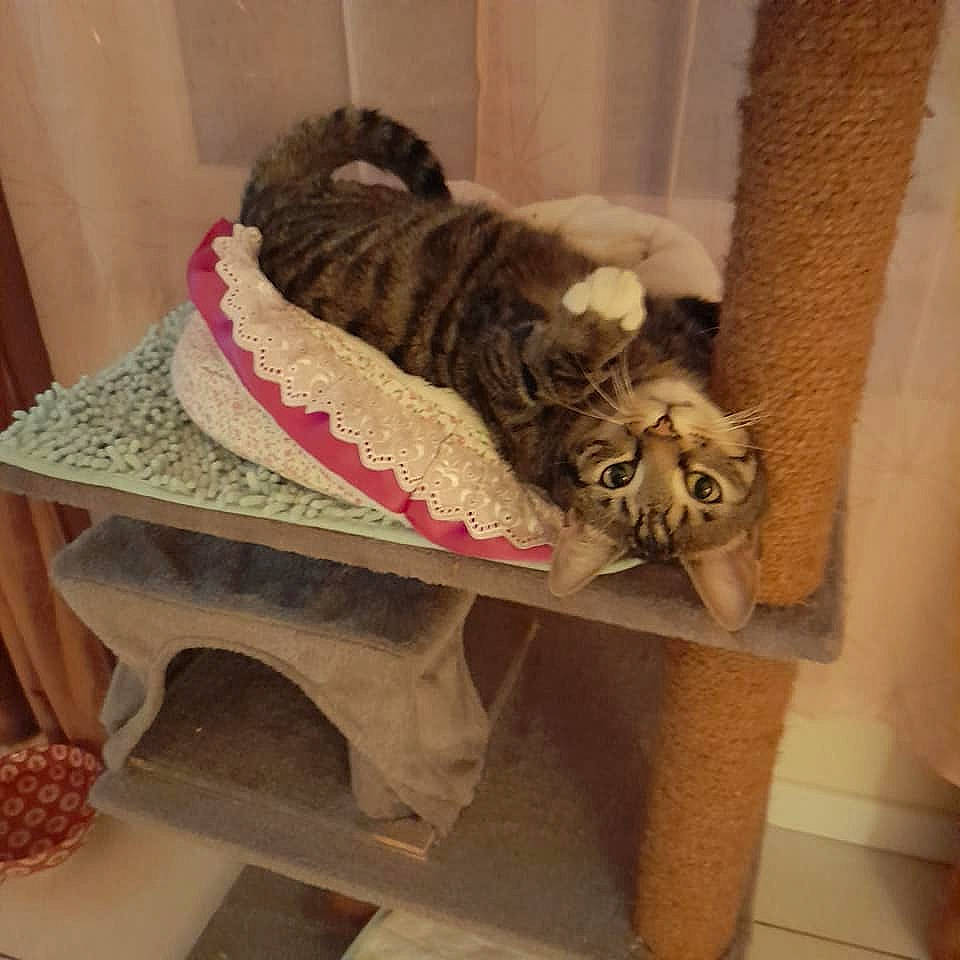 Fripouille participe au concours pour gagner de l'argent avec cette photo : canidae, carnivore, cat, cat_bed, cat_supply, chair, comfort, domestic_short_haired_cat, fawn, felidae, fur, hardwood, hat, house, pet_supply, small_to_medium_sized_cats, table, tail, whiskers, wood