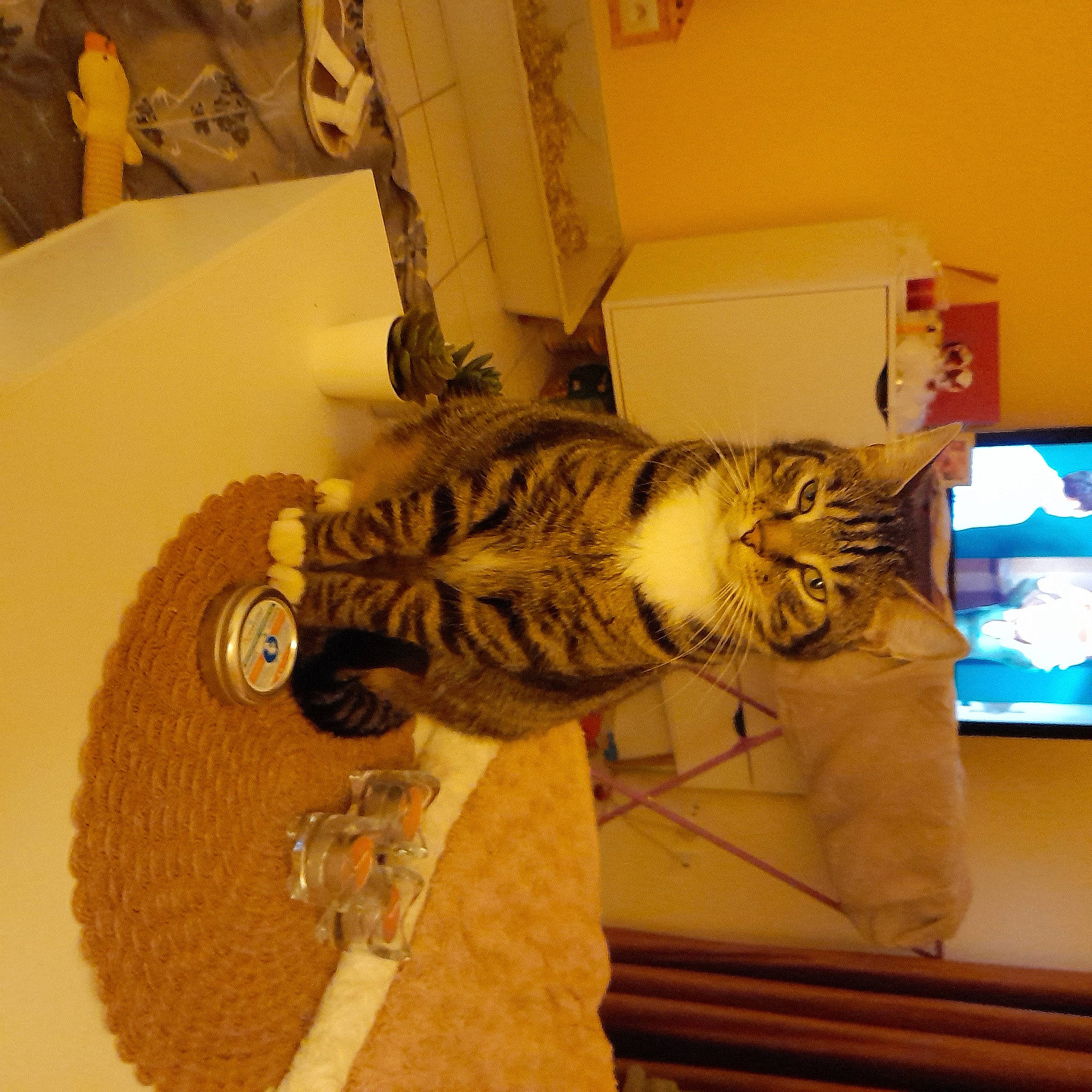 Fripouille a rejoint le concours — aidez-le/la à gagner de superbes lots ! bengal_tiger, big_cats, carnivore, cat, claw, domestic_short_haired_cat, felidae, fur, metal, pattern, paw, room, shelf, small_to_medium_sized_cats, snout, tail, terrestrial_animal, tiger, whiskers, wood