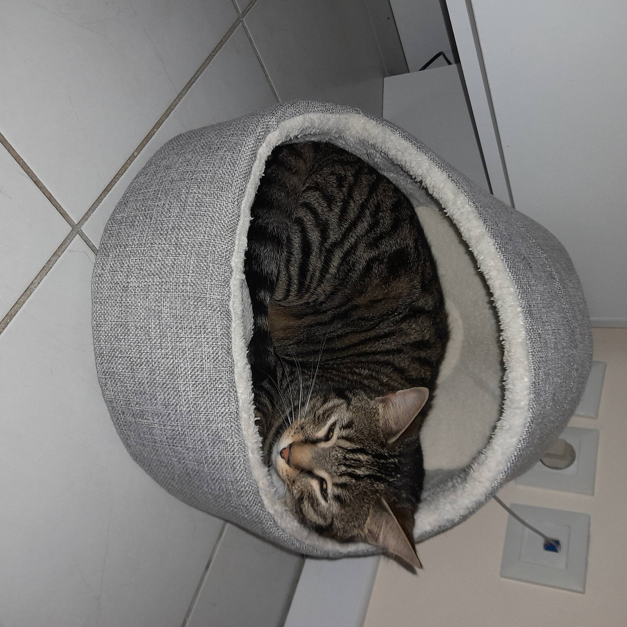 Fripouille a rejoint le concours — aidez-le/la à gagner de superbes lots ! carnivore, cat, circle, door, felidae, fur, grey, hat, metal, monochrome, monochrome_photography, pattern, plant, small_to_medium_sized_cats, tail, whiskers