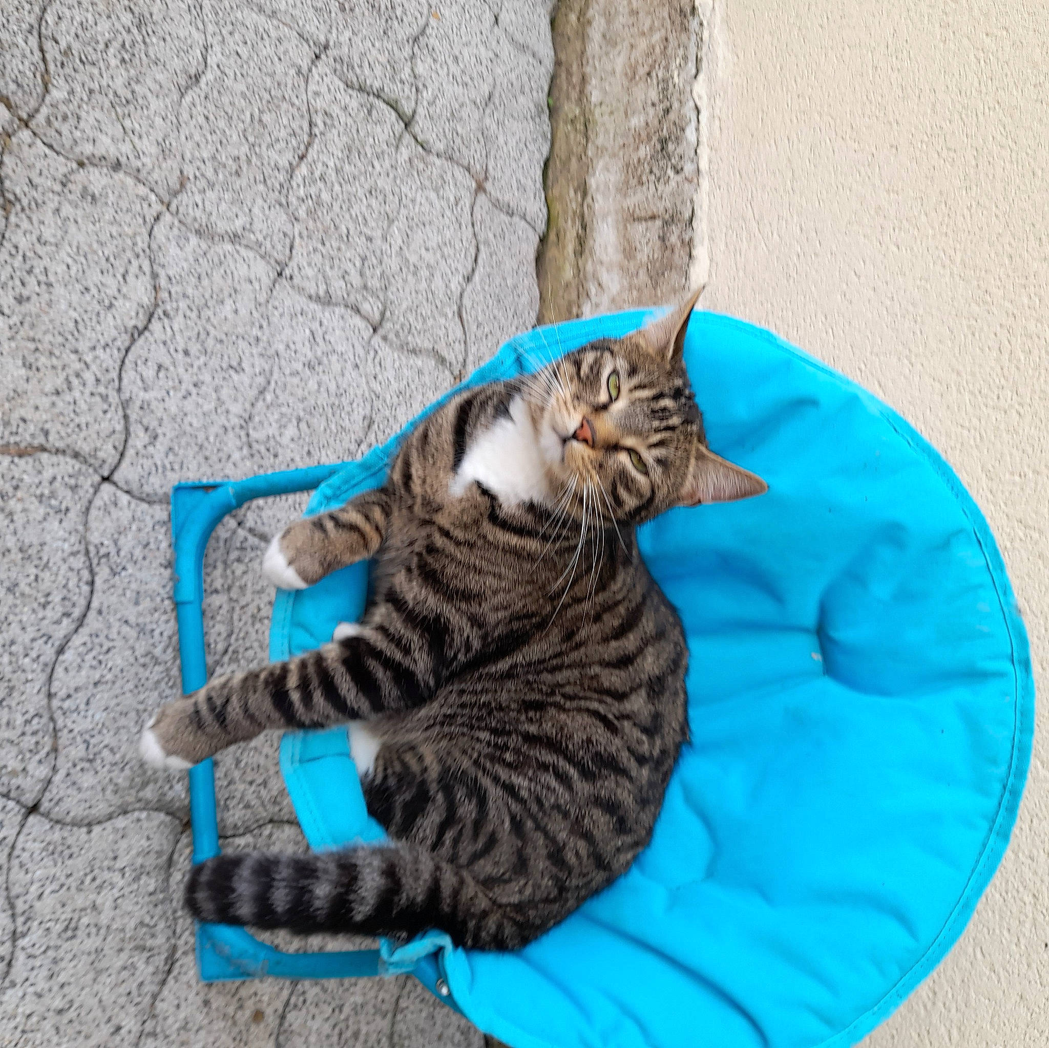Fripouille participe au concours pour gagner de l'argent avec cette photo : azure, carnivore, cat, cat_bed, cat_supply, claw, comfort, domestic_short_haired_cat, electric_blue, fawn, felidae, fur, grey, pattern, paw, small_to_medium_sized_cats, tail, terrestrial_animal, thread, whiskers