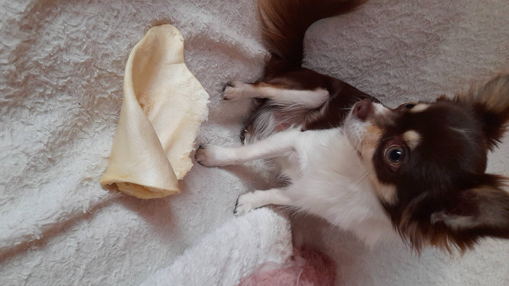 Merlin a rejoint le concours — aidez-le/la à gagner de superbes lots ! canidae, carnivore, comfort, companion_dog, dog, dog_breed, ear, eyelash, fawn, fur, linens, liver, mammal, paw, snout, sporting_group, toy_dog, whiskers, wood, working_animal