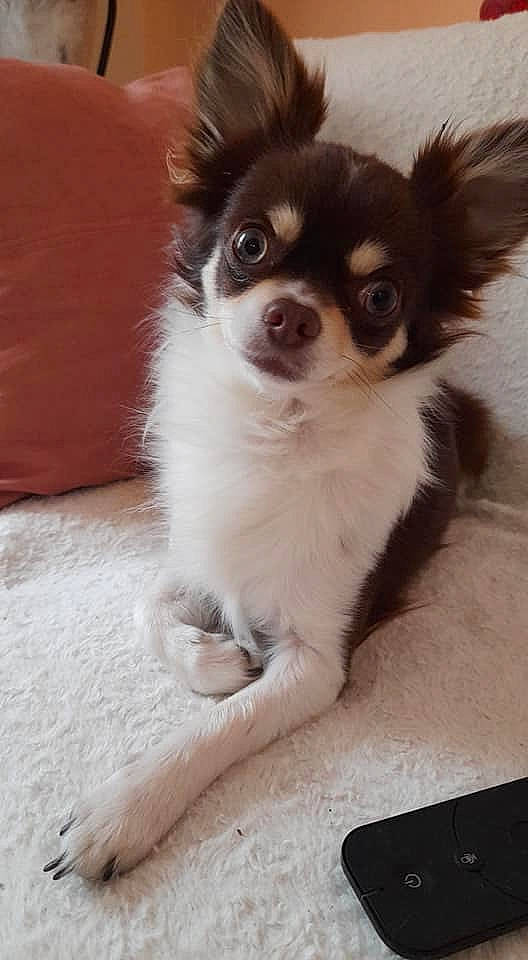 Merlin participe au concours pour gagner de l'argent avec cette photo : carnivore, companion_dog, dog, dog_breed, dog_supply, fawn, fur, mobile_phone, sporting_group, terrestrial_animal, toy_dog, whiskers, working_animal