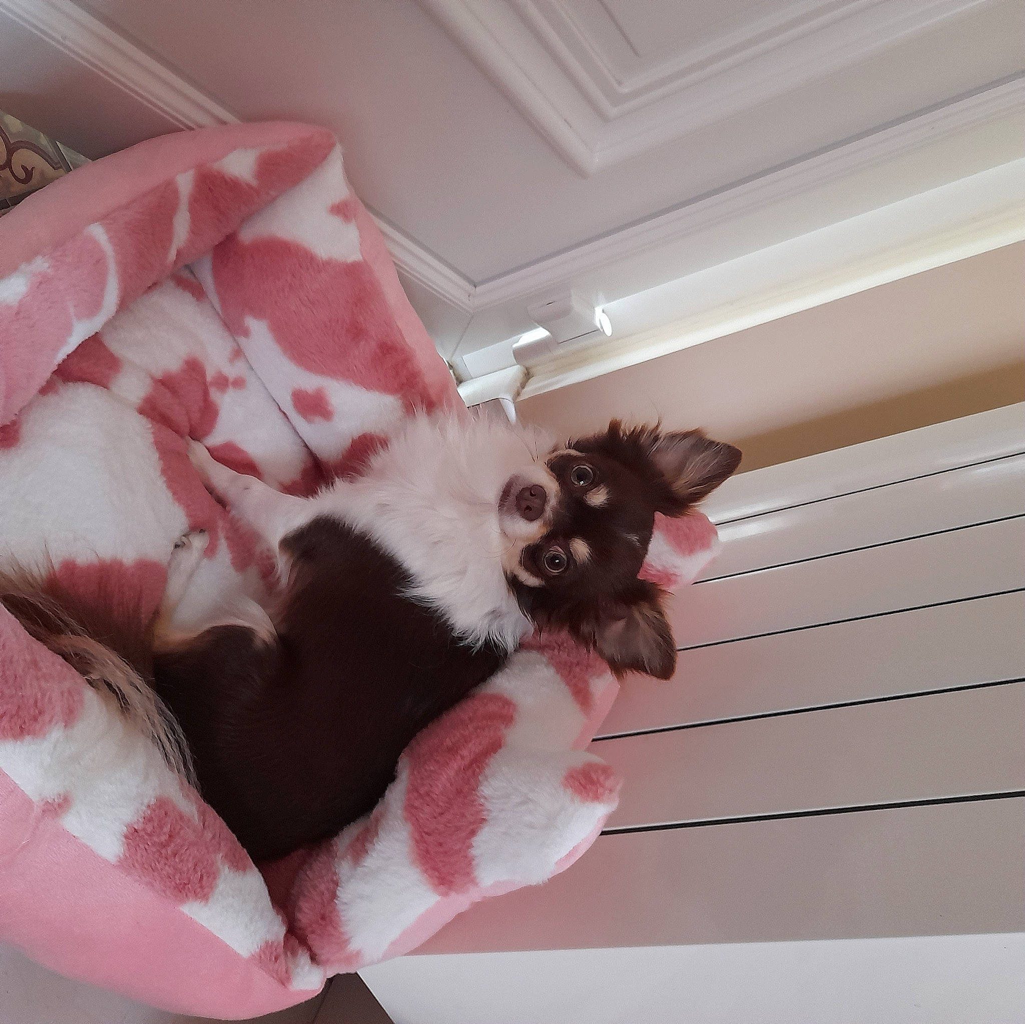 Merlin a rejoint le concours — aidez-le/la à gagner de superbes lots ! bed, canidae, carnivore, comfort, companion_dog, couch, dog_breed, felidae, fur, gesture, human_leg, linens, pink, room, small_to_medium_sized_cats, sporting_group, tail, textile, tints_and_shades, whiskers