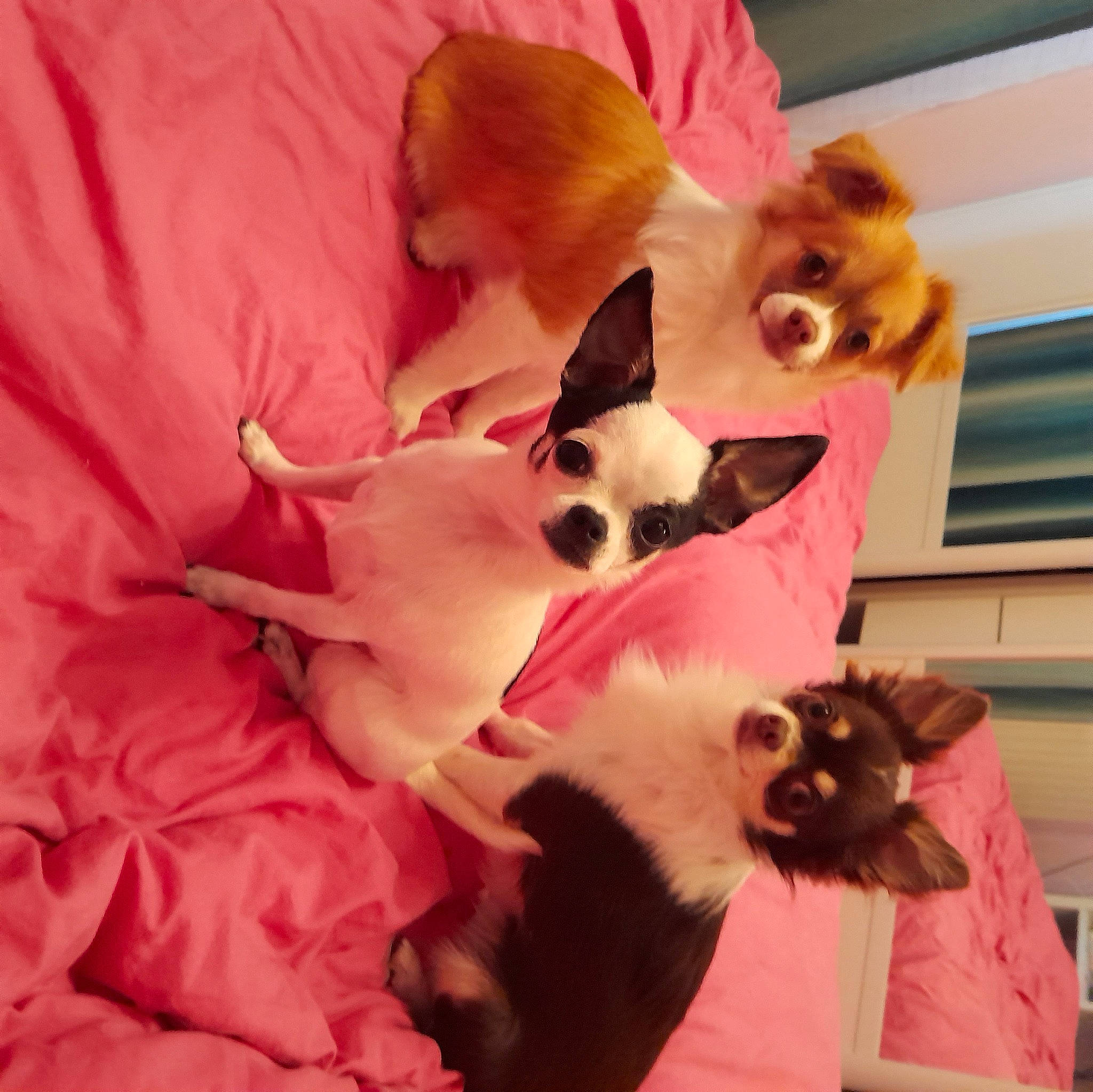 Merlin a rejoint le concours — aidez-le/la à gagner de superbes lots ! canidae, carnivore, cat, chihuahua, comfort, companion_dog, dog, dog_breed, dog_supply, fawn, felidae, fur, pink, small_to_medium_sized_cats, sporting_group, tail, toy_dog, vertebrate, whiskers, working_animal