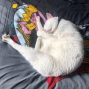 Fang joined the competition — help win amazing prizes! animal, bed, blanket, cat, cozy, curled_up, cute, feline, fur, indoor, patterned_blanket, paw, pet, pink_nose, relaxed, resting, sleeping, soft, whiskers, white_cat