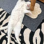 Fang is registered to the contest to win money with this photo: animal, carpet, cat, cozy, cute, feline, floor, fur, home, indoor, lying_down, paw, pet, relaxed, rug, scratching_post, sleeping, stretching, whiskers, white_cat