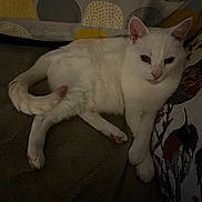 Fang is registered to the contest to win money with this photo: bird_print, blanket, cat, closeup, couch, cozy, dim_lighting, feline, fur, indoor, nap, patterned_pillow, paws, pet, pillow, resting, sleepy, tail, whiskers, white_cat