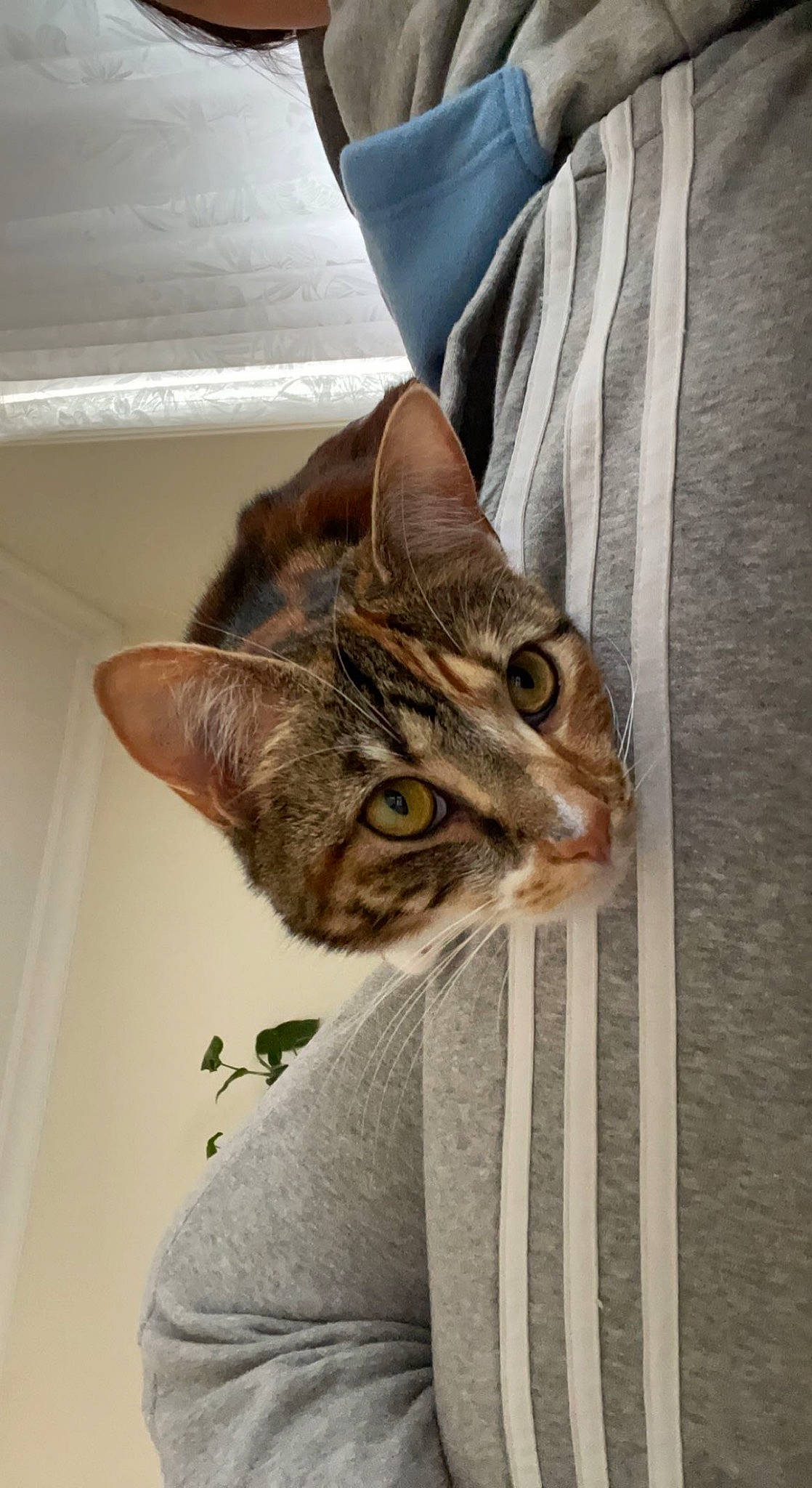 Luna joined the competition — help win amazing prizes! carnivore, cat, comfort, domestic_short_haired_cat, door, fawn, felidae, fur, plant, sleeve, small_to_medium_sized_cats, snout, tail, terrestrial_animal, whiskers, window, wood