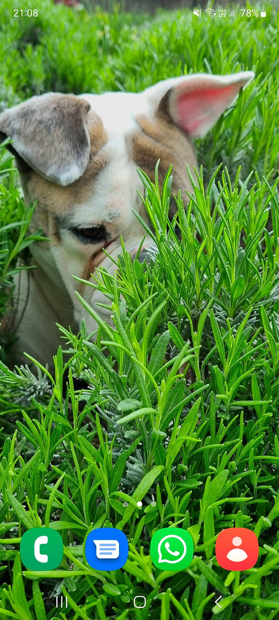 Pirate participe au concours pour gagner de l'argent avec cette photo : carnivore, companion_dog, dog, dog_breed, fawn, flowering_plant, fur, grass, grass_family, groundcover, herb, herbaceous_plant, people_in_nature, photography, plant, terrestrial_animal, terrestrial_plant, toy_dog, wildlife, working_animal