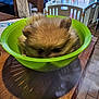 Clochette participe au concours pour gagner de l'argent avec cette photo : dog, fluffy, bowl, green_bowl, wooden_table, indoor, pet, furniture, chair, towel, baby_gate, fur, cute, animal, household, cozy, domestic, tabletop, shadow, daylight