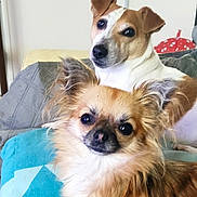 Opale Et Mimie a rejoint le concours — aidez-le/la à gagner de superbes lots ! dog, pets, couch, indoor, two_dogs, small_dog, fluffy_dog, brown_dog, white_dog, animal, cute, companion, relaxing, portrait, face, ears, fur, looking, home, cozy