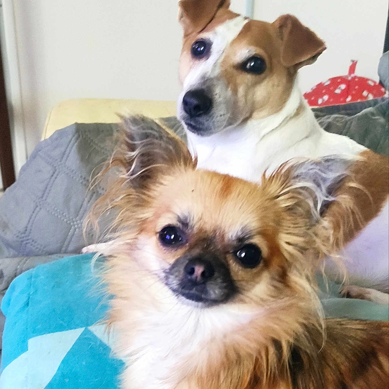 Opale Et Mimie a rejoint le concours — aidez-le/la à gagner de superbes lots ! animal, brown_dog, companion, couch, cozy, cute, dog, ears, face, fluffy_dog, fur, home, indoor, looking, pets, portrait, relaxing, small_dog, two_dogs, white_dog