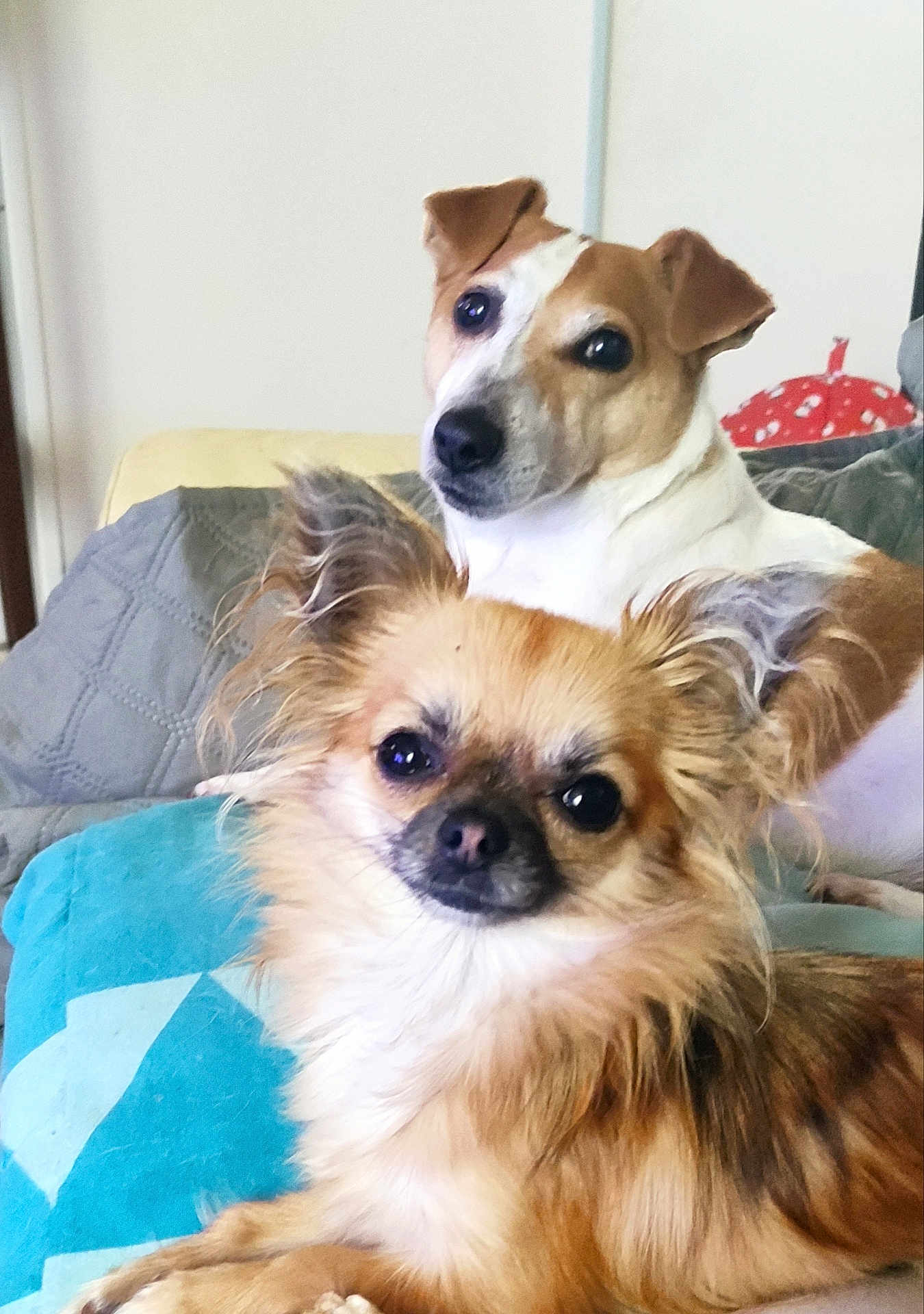 Opale Et Mimie a rejoint le concours — aidez-le/la à gagner de superbes lots ! dog, pets, couch, indoor, two_dogs, small_dog, fluffy_dog, brown_dog, white_dog, animal, cute, companion, relaxing, portrait, face, ears, fur, looking, home, cozy