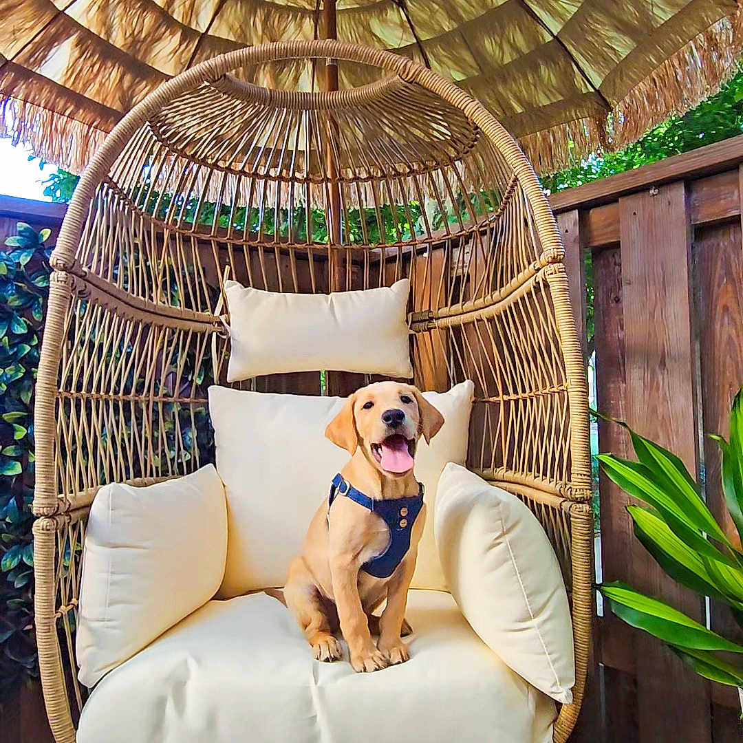 Diego joined the competition — help win amazing prizes! animal, canine, crib, dog, dogbed, fun, furniture, indoors, infantbed, interiordesign, leisureactivities, person, pet, picnic, puppy, sitting