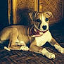 Hina participe au concours pour gagner de l'argent avec cette photo : dog, puppy, bandana, lying_down, wooden_floor, indoor, brown, white, pet, animal, curious, resting, floor_pattern, ears, front_paws, canine, young, companion, domestic, cute