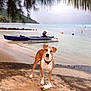 Hina participe au concours pour gagner de l'argent avec cette photo : dog, beach, water, boat, sand, sea, tropical, palm_leaves, animal, outdoor, nature, shore, calm, sky, landscape, pet, coast, summer, canine, relaxation