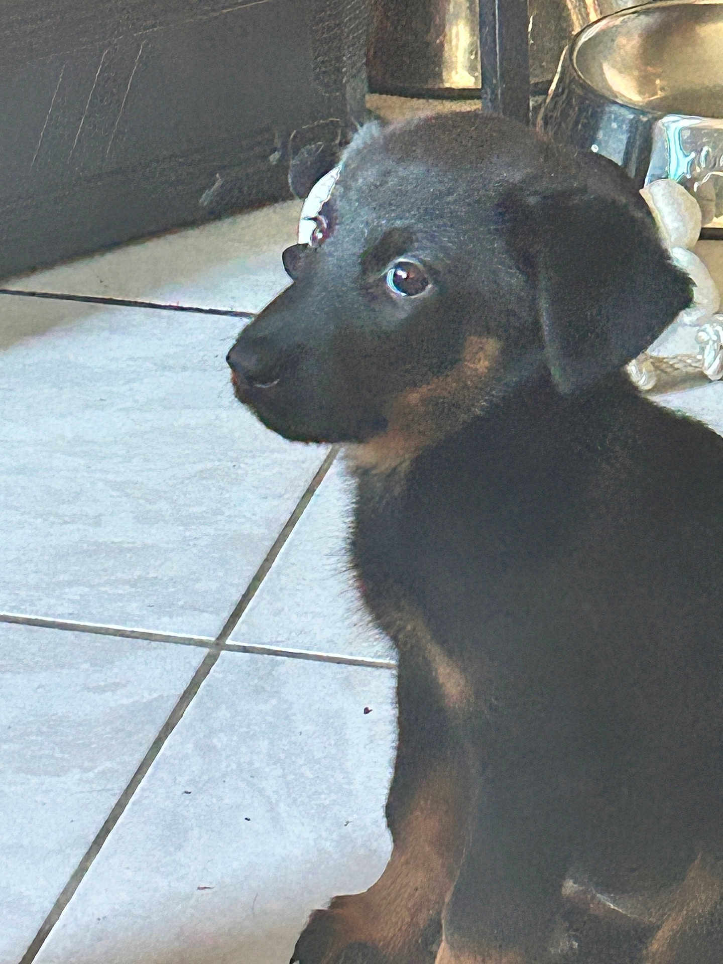 Hina a rejoint le concours — aidez-le/la à gagner de superbes lots ! puppy, dog, tile_floor, indoor, pet, canine, black_fur, brown_fur, animal, young, cute, pet_bowl, floor, side_view, domestic_animal, sitting, fur, whiskers, ears, alert