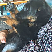 Hina participe au concours pour gagner de l'argent avec cette photo : puppy, dog, pet, black, tan, fur, paw, hand, person, floral_shirt, couch, indoor, cute, relaxed, animal, mammal, companion, closeup, comfort, resting