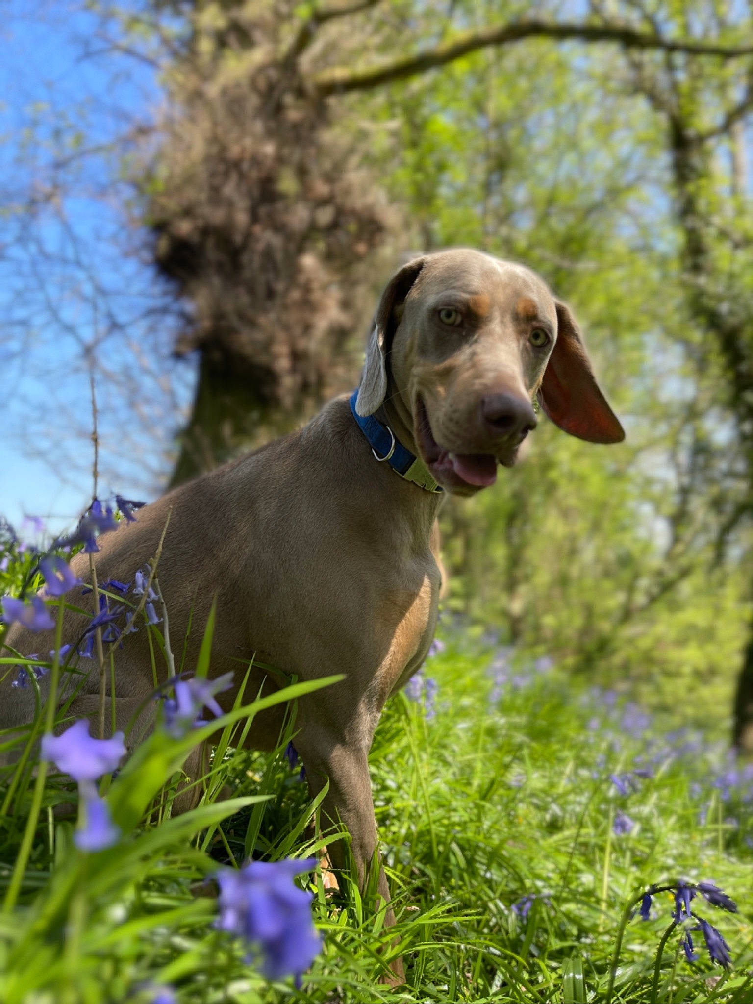 Bryn is registered to the contest to win money with this photo: canidae, carnivore, collar, companion_dog, dog, dog_breed, dog_collar, electric_blue, fawn, flower, grass, groundcover, gun_dog, liver, plant, pointing_breed, snout, sporting_group, tree, working_animal