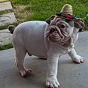 Archie joined the competition — help win amazing prizes! adorable, animal, brown_ear, bulldog, concrete, curious, cute, dog, grass, hat, outdoor, pet, puppy, side_view, small, sombrero, standing, white_fur, wrinkles, young