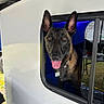 dog, belgian_malinois, window, camper, trailer, outdoor, tongue_out, ears_up, pet, animal, looking_out, black_and_brown, collar, tag, glass_window, vehicle, daylight, grass, happy, canine