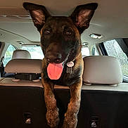 Jeep joined the competition — help win amazing prizes! animal, backseat, black, brown, canine, car, collar, dog, domestic, ears_up, front_view, happy, inside, looking, mammal, pet, rain, tag, tongue_out, window