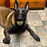 Jeep is registered to the contest to win money with this photo: animal, belgian_malinois, black_face, brown_coat, canine, dog, domestic, ears, floor, house, indoor, laying, looking, paw, pet, pet_toy, playing, tennis_ball, tile_floor, wooden_cabinet