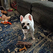 Lucy is registered to the contest to win money with this photo: dog, french_bulldog, white_dog, black_patch, toy, stuffed_animal, living_room, couch, rug, floor, pet, indoor, home, canine, animal, collar, curious, ears, standing, carpet