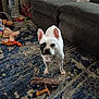 dog, french_bulldog, white_dog, black_patch, toy, stuffed_animal, living_room, couch, rug, floor, pet, indoor, home, canine, animal, collar, curious, ears, standing, carpet