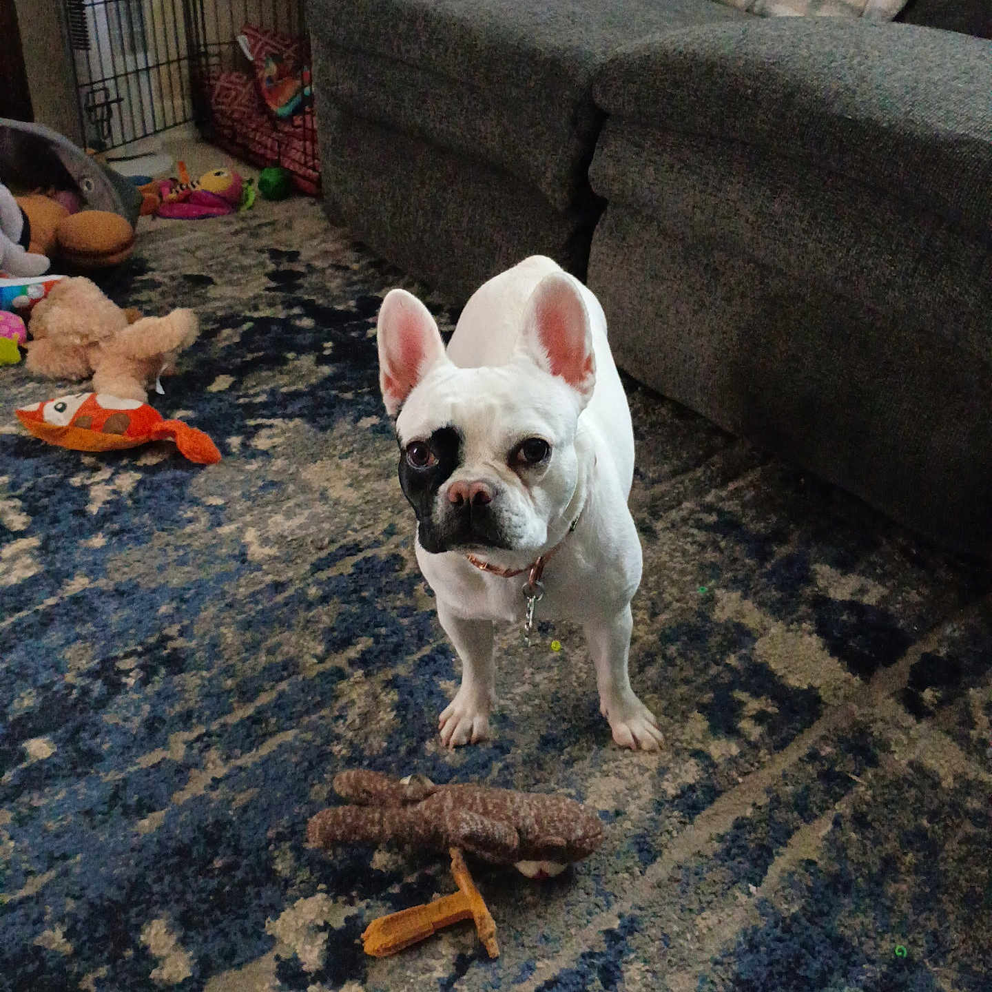 Lucy is registered to the contest to win money with this photo: animal, black_patch, canine, carpet, collar, couch, curious, dog, ears, floor, french_bulldog, home, indoor, living_room, pet, rug, standing, stuffed_animal, toy, white_dog
