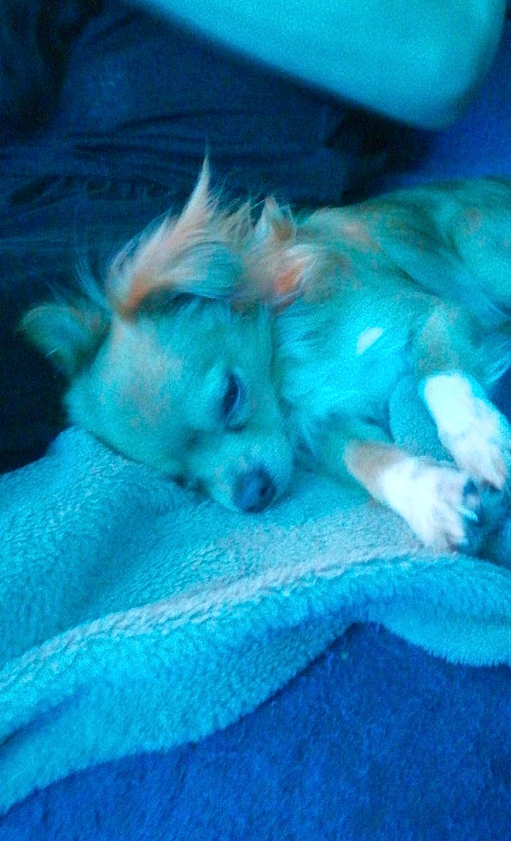 Yuky participe au concours pour gagner de l'argent avec cette photo : canidae, carnivore, comfort, companion_dog, dog, dog_breed, electric_blue, fawn, felidae, fur, linens, nap, paw, pomeranian, small_to_medium_sized_cats, spitz, sporting_group, textile, toy_dog, whiskers