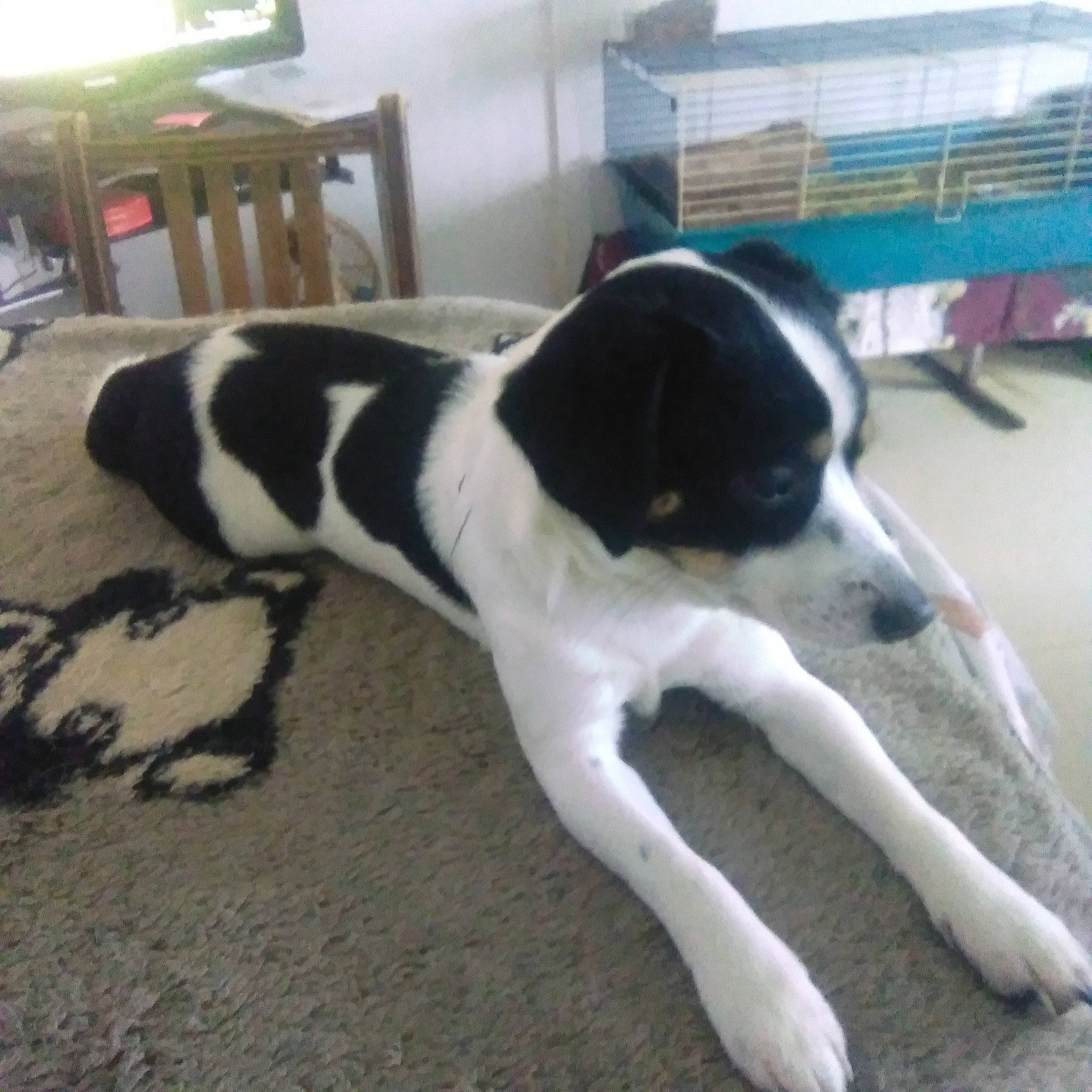 Yuky a rejoint le concours — aidez-le/la à gagner de superbes lots ! canidae, carnivore, chair, collar, companion_dog, dog, dog_breed, dog_supply, fawn, flooring, fur, paw, shelf, snout, sporting_group, tail, terrestrial_animal, window, working_animal, working_dog