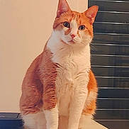 Skippy a rejoint le concours — aidez-le/la à gagner de superbes lots ! abyssinian, angora, animal, cat, closet, desk, drawer, furniture, hardwood, indoors, interiordesign, kitten, manx, pet, plywood, stainedwood, table, window, windowsill, wood